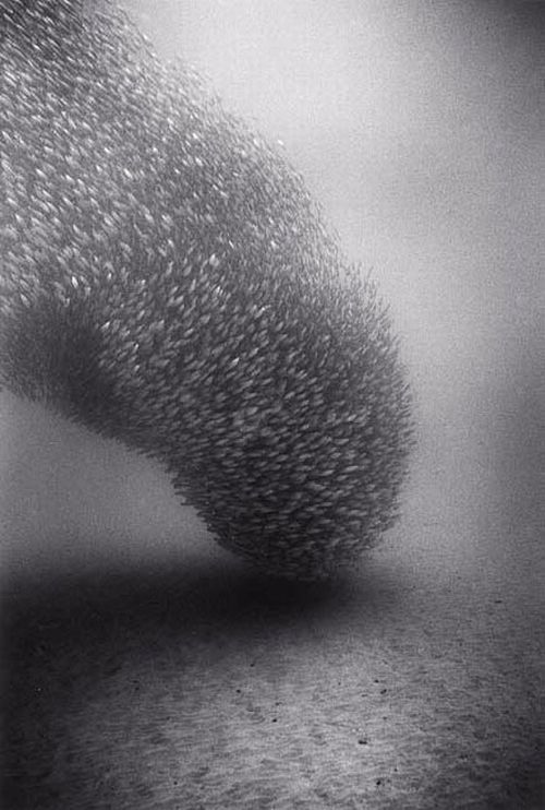 Black And White Underwater Photography By Wayne Levin (36 pics)
