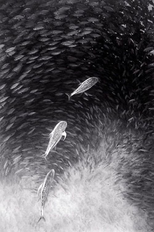 Black And White Underwater Photography By Wayne Levin (36 pics)