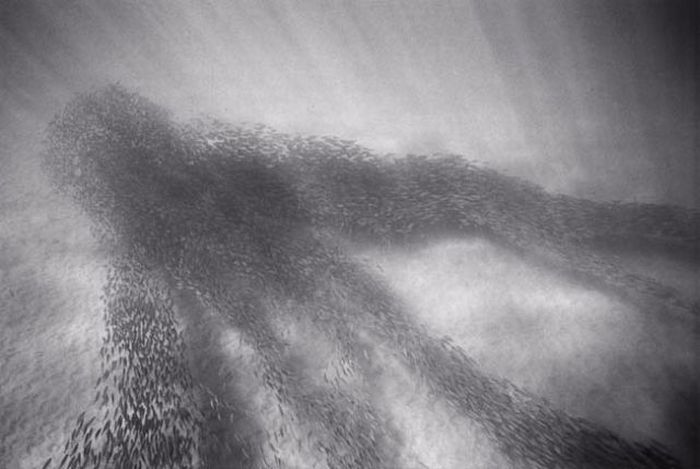 Black And White Underwater Photography By Wayne Levin (36 pics)