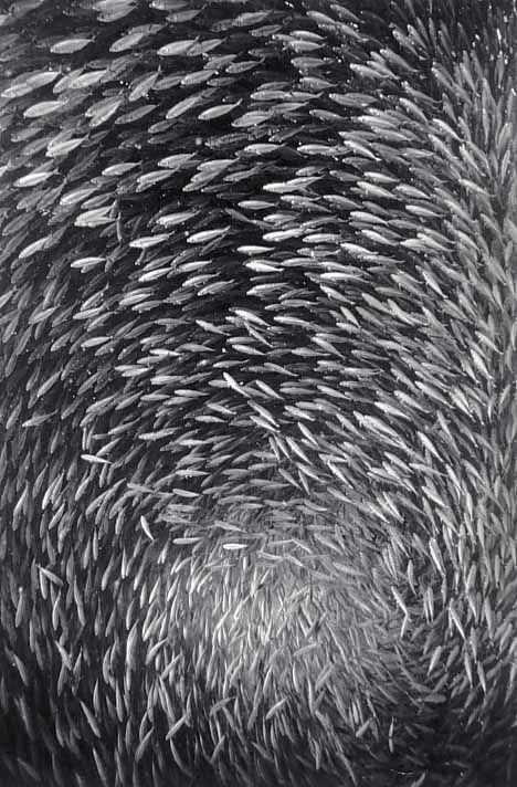 Black And White Underwater Photography By Wayne Levin (36 pics)