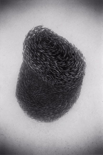 Black And White Underwater Photography By Wayne Levin (36 pics)