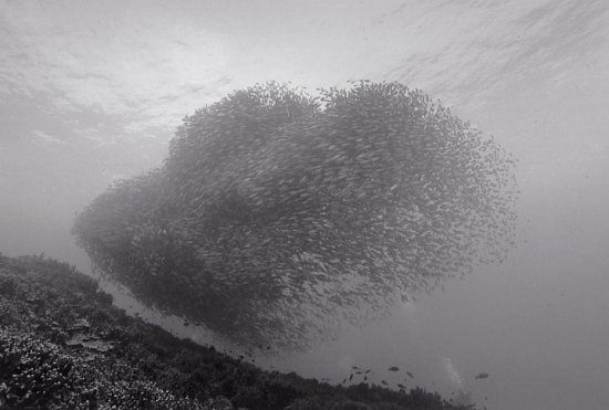 Black And White Underwater Photography By Wayne Levin (36 pics)