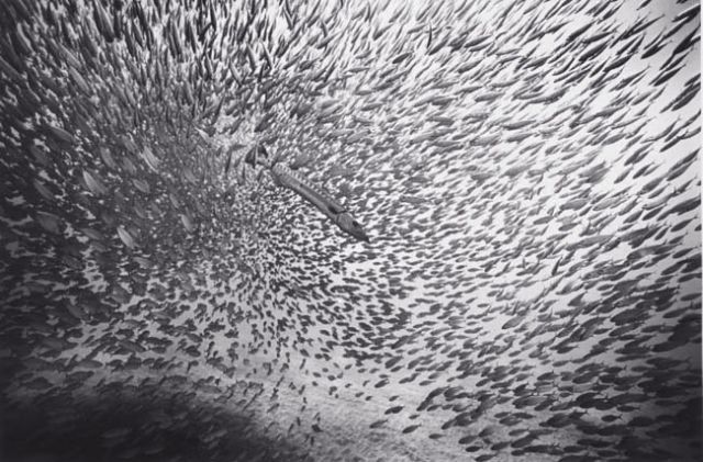 Black And White Underwater Photography By Wayne Levin (36 pics)