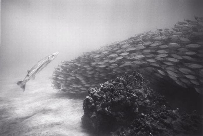 Black And White Underwater Photography By Wayne Levin (36 pics)