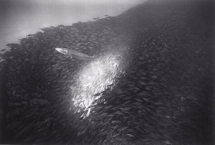 Black And White Underwater Photography By Wayne Levin (36 pics)