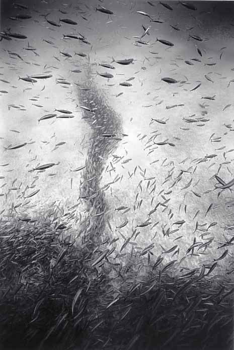 Black And White Underwater Photography By Wayne Levin (36 pics)