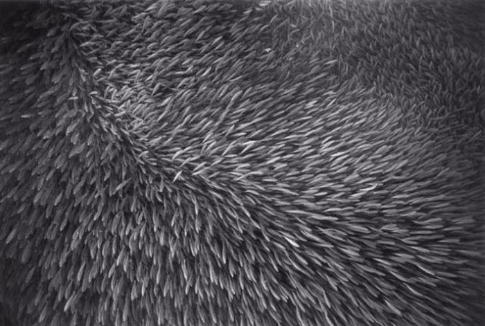 Black And White Underwater Photography By Wayne Levin (36 pics)