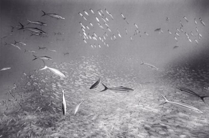 Black And White Underwater Photography By Wayne Levin (36 pics)