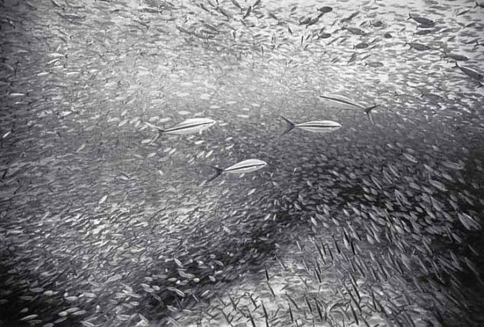 Black And White Underwater Photography By Wayne Levin (36 pics)