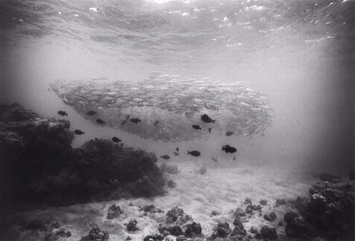 Black And White Underwater Photography By Wayne Levin (36 pics)