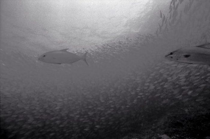 Black And White Underwater Photography By Wayne Levin (36 pics)