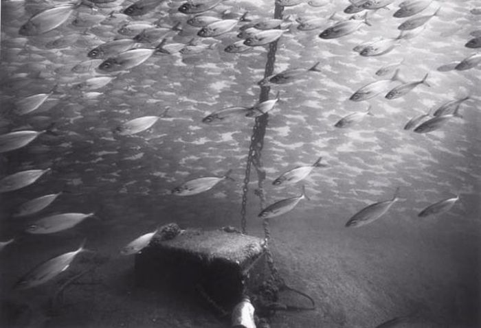 Black And White Underwater Photography By Wayne Levin (36 pics)
