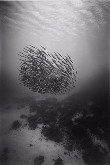 Black And White Underwater Photography By Wayne Levin (36 pics)
