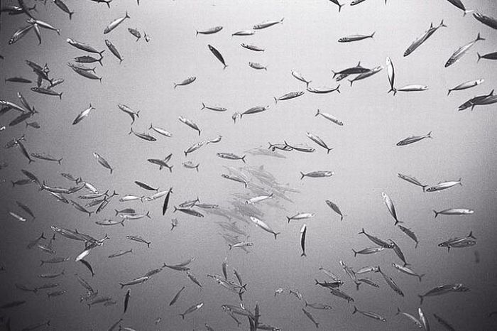 Black And White Underwater Photography By Wayne Levin (36 pics)