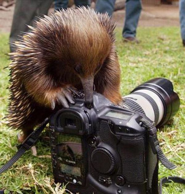 Animal Photographers (36 pics)