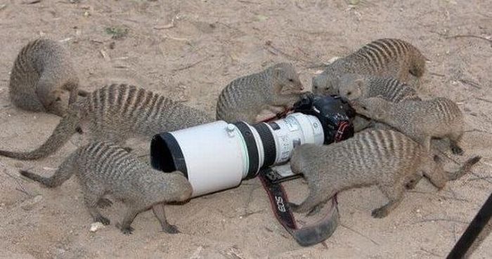 Animal Photographers (36 pics)