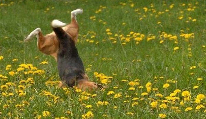 Dog Fall (3 pics)