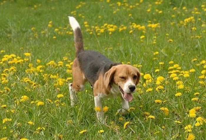 Dog Fall (3 pics)