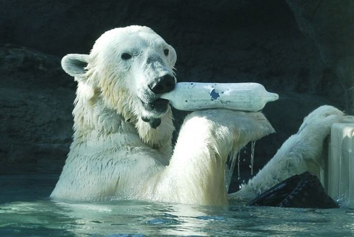 Playing Polar Bears (18 pics)