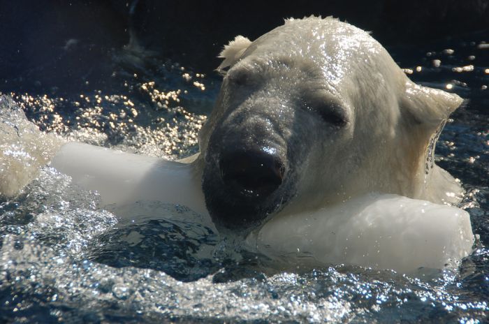 Playing Polar Bears (18 pics)