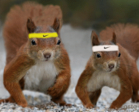 Funny Animal Gif Animation 21 Pics Funny Animal Gif Animation 21 Pics