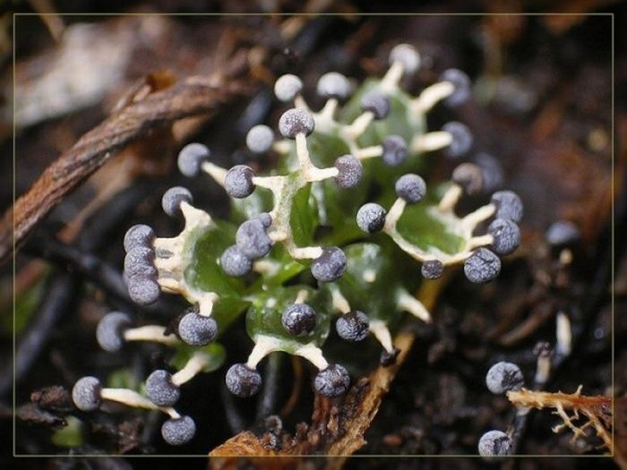 Small Plants (30 pics)