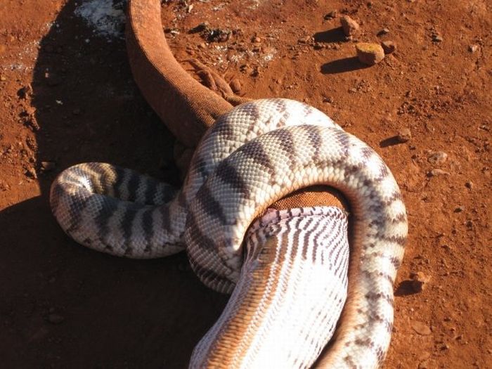Snake Eats A Giant Lizard (13 pics)