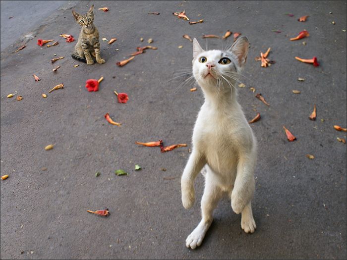 Acid Picdump (107 pics)