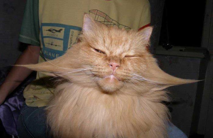 Acid Picdump (107 pics)