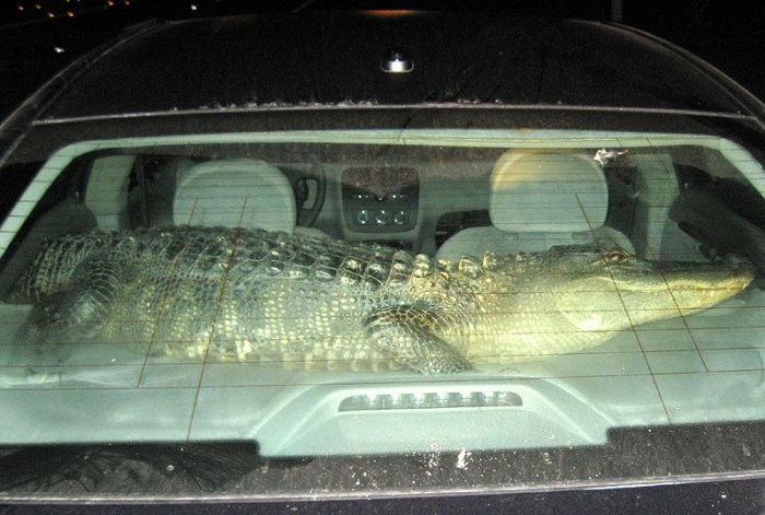 Acid Picdump (107 pics)