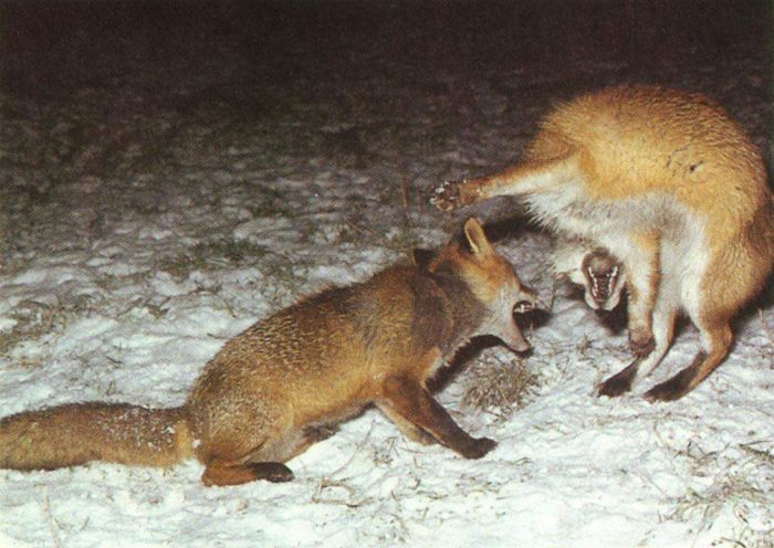 Acid Picdump (107 pics)