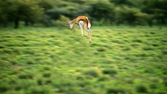 Acid Picdump (107 pics)