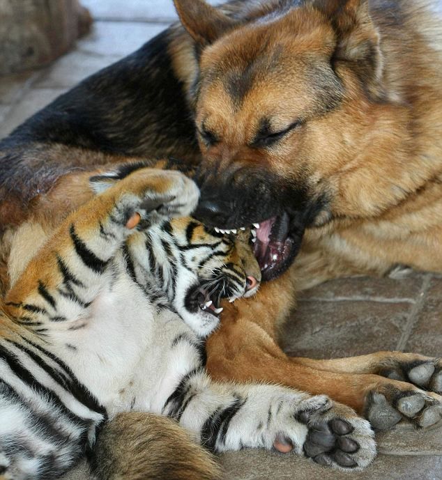 Acid Picdump (107 pics)