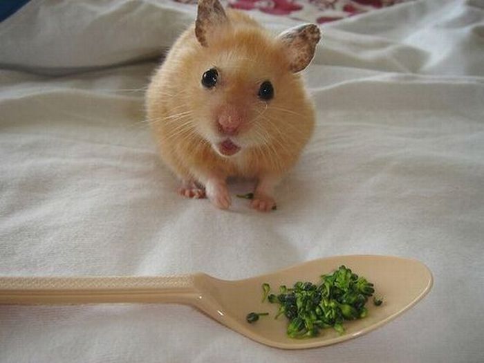 Acid Picdump (107 pics)