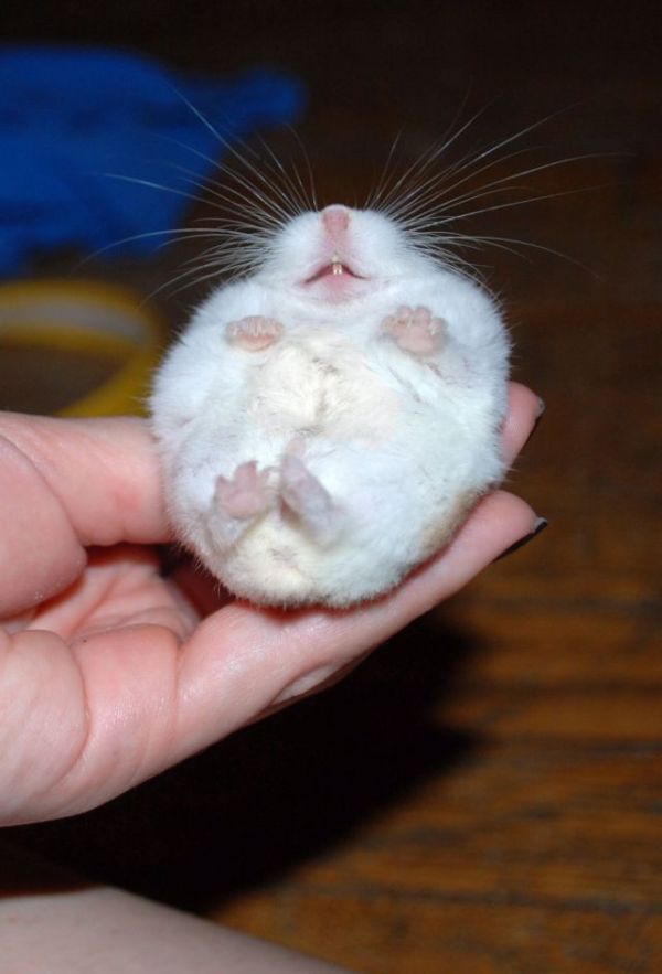 Acid Picdump (107 pics)