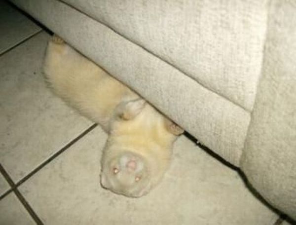 Acid Picdump (107 pics)