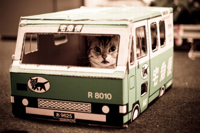 Acid Picdump (107 pics)