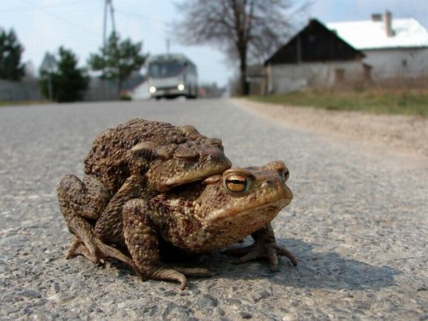 Acid Picdump (107 pics)