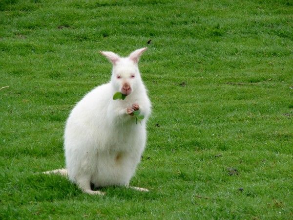 The cutest albino animals (15 pics)