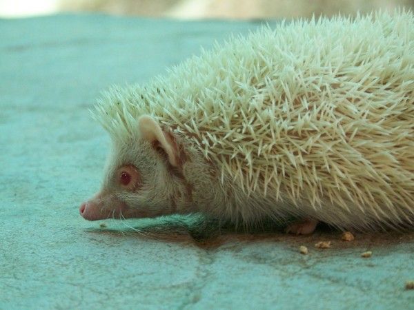 The cutest albino animals (15 pics)