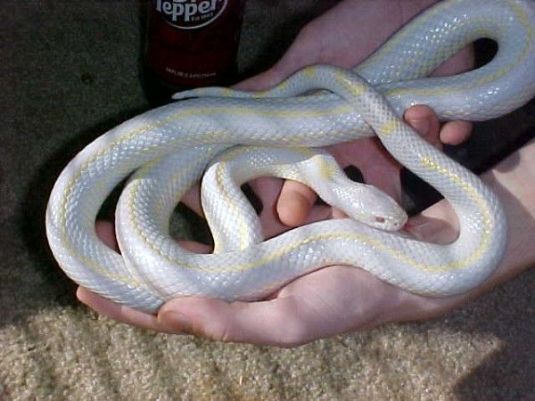 The cutest albino animals (15 pics)