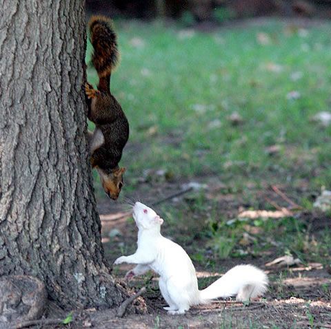 The cutest albino animals (15 pics)