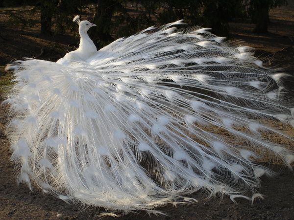 The cutest albino animals (15 pics)