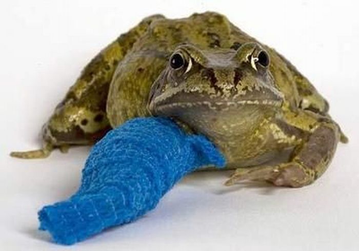 Animals With Casts (53 pics)