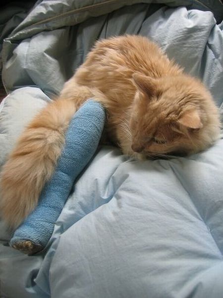 Animals With Casts (53 pics)