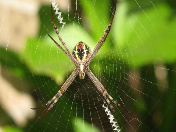 The Spiders That Decorate Their Own Webs (15 pics)