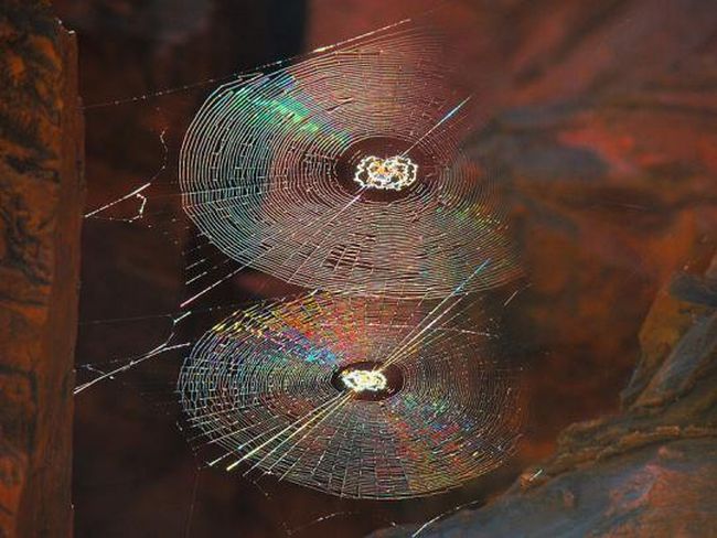 The Spiders That Decorate Their Own Webs (15 pics)