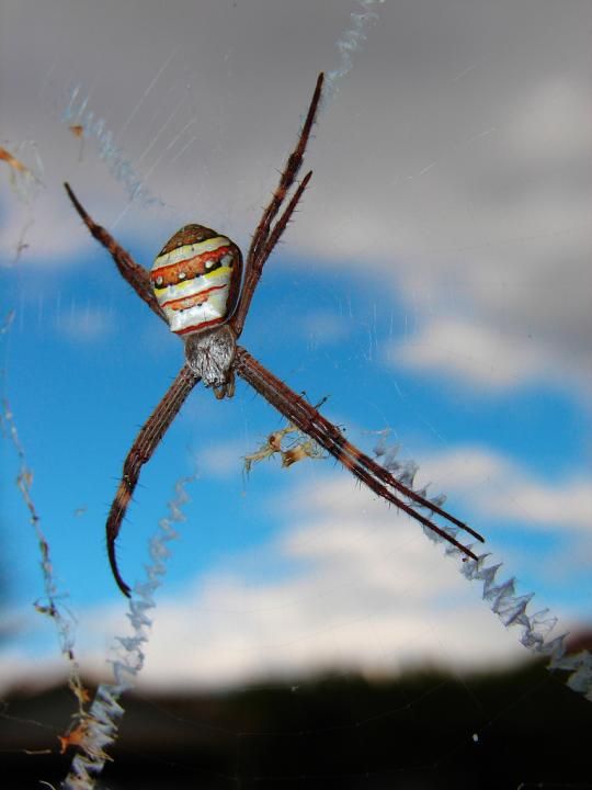 The Spiders That Decorate Their Own Webs (15 pics)