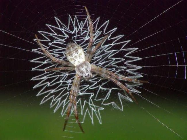 The Spiders That Decorate Their Own Webs (15 pics)