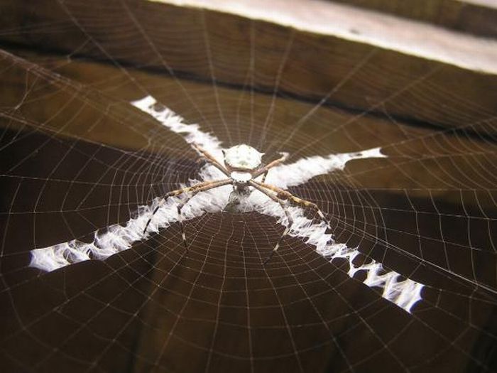 The Spiders That Decorate Their Own Webs (15 pics)